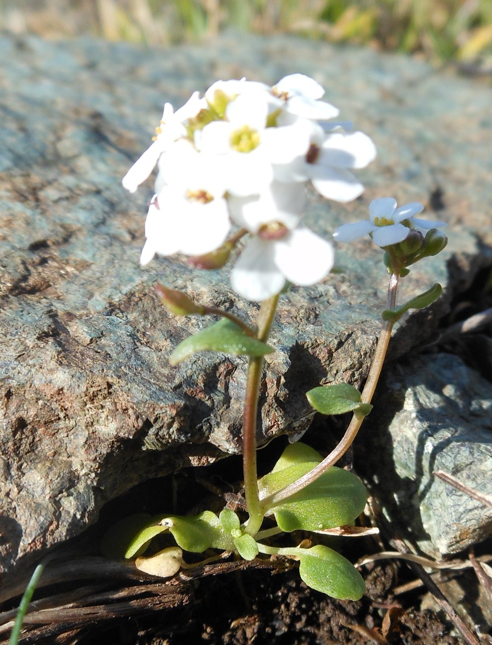 Jonopsidium savianum / Bivonea di Savi